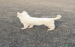 Pastor Blanco Suizo perros en venta: Pastor Blanco Suizo  - Anuncio 8