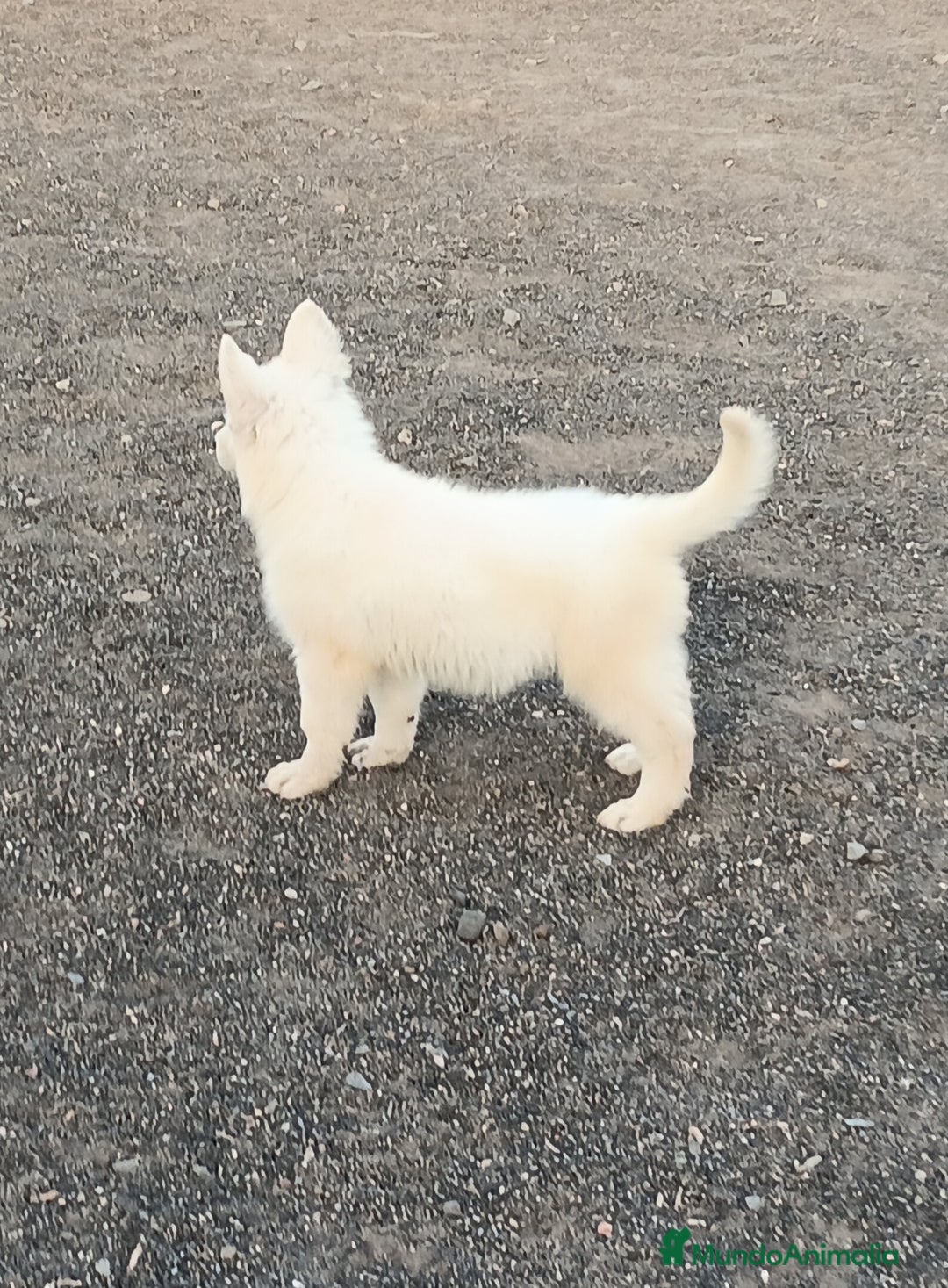 Pastor Blanco Suizo perros en venta: Pastor Blanco Suizo  - Anuncio 8