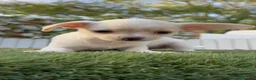 Chihuahua perros en venta: CHIHUAHUA - MACHO - Anuncio 7