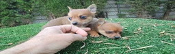 Raza Mixta perros en venta: Mini ponchyss  - Anuncio 4