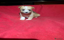 Morkie perros en venta: Morkies  - Imagen 4