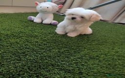 Bichón Maltés perros en venta: BICHÓN MALTES HEMBRA MINI - Imagen 2