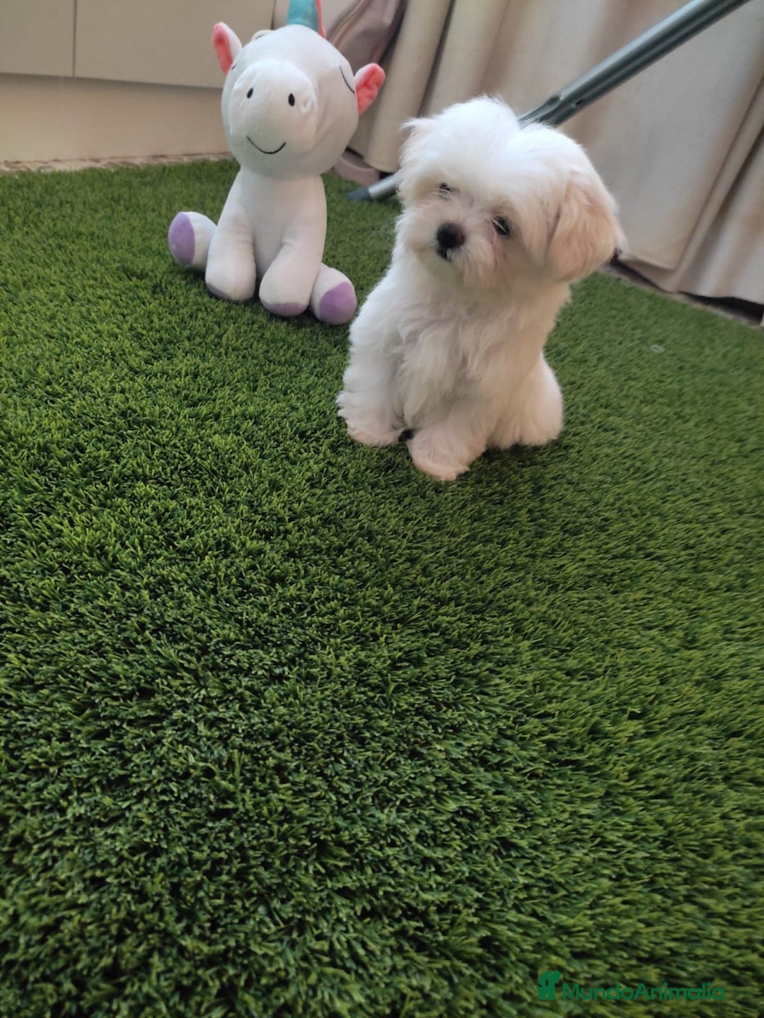 Bichón Maltés perros en venta: BICHÓN MALTES HEMBRA MINI - Imagen 2