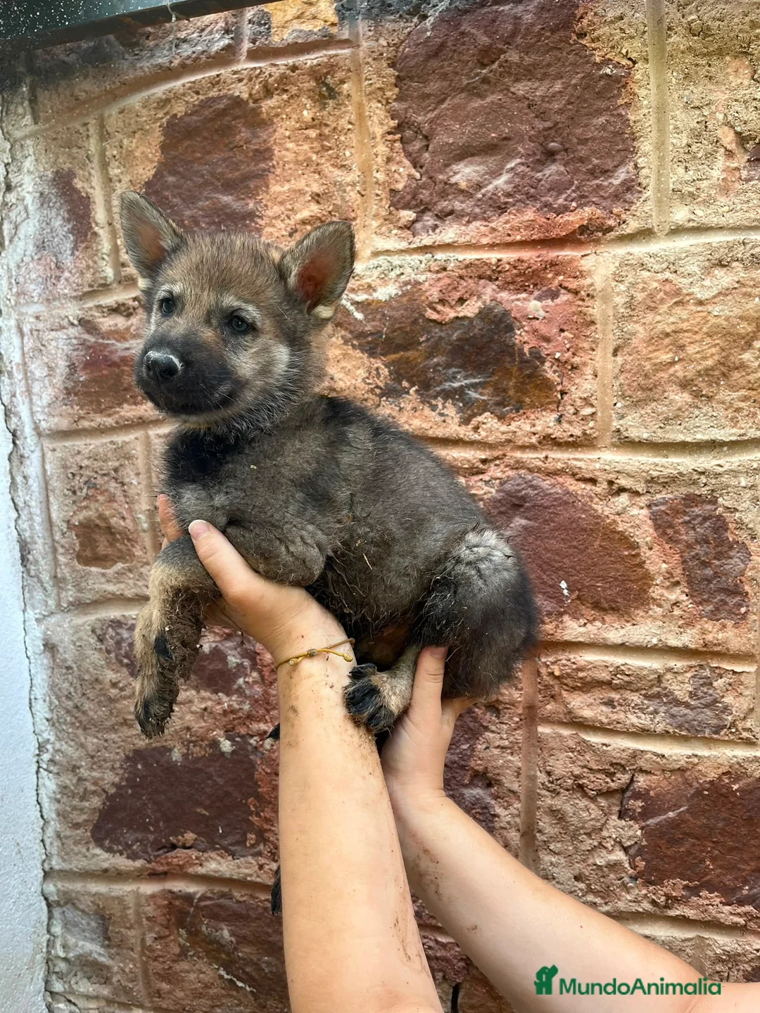 Perro Lobo Checoslovaco perros en venta: Disponible Machos lobos Checoslovacos - Anuncio 2