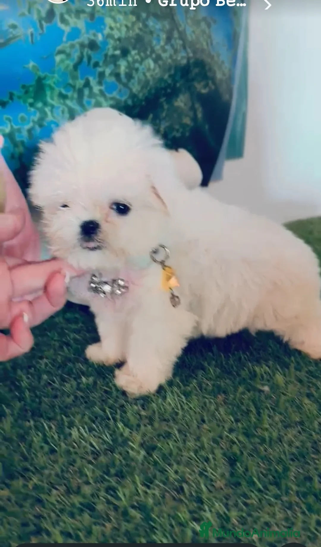 Bichón Maltés perros en venta: Bichón maltes coreano - Anuncio 1