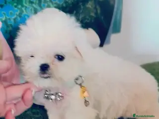 Bichón Maltés perros Bichón maltes coreano - Anuncio 2
