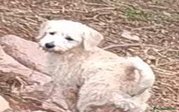 Labradoodle perros en venta: Preciosas cachorritas - Imagen 3