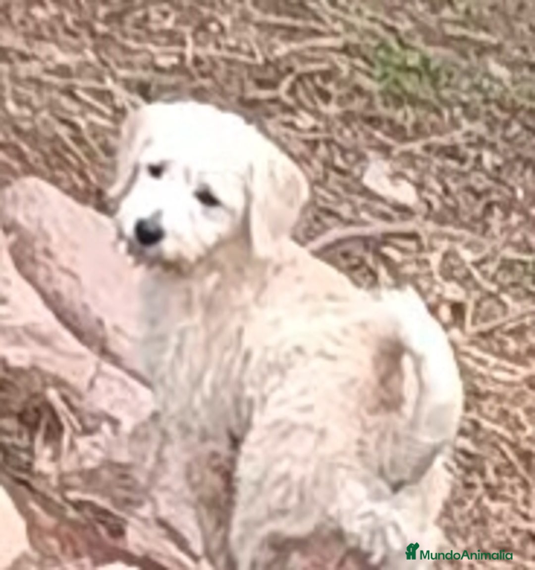 Labradoodle perros en venta: Preciosas cachorritas - Imagen 3