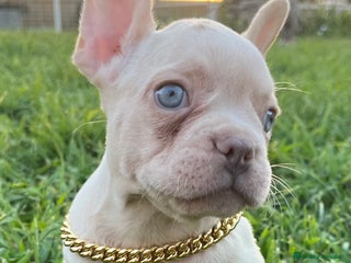 Bulldog Francés perros en Madrid - Anuncio 11