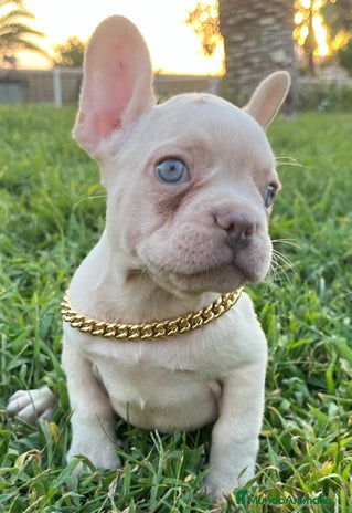 Bulldog Francés perros en Madrid - Anuncio 19