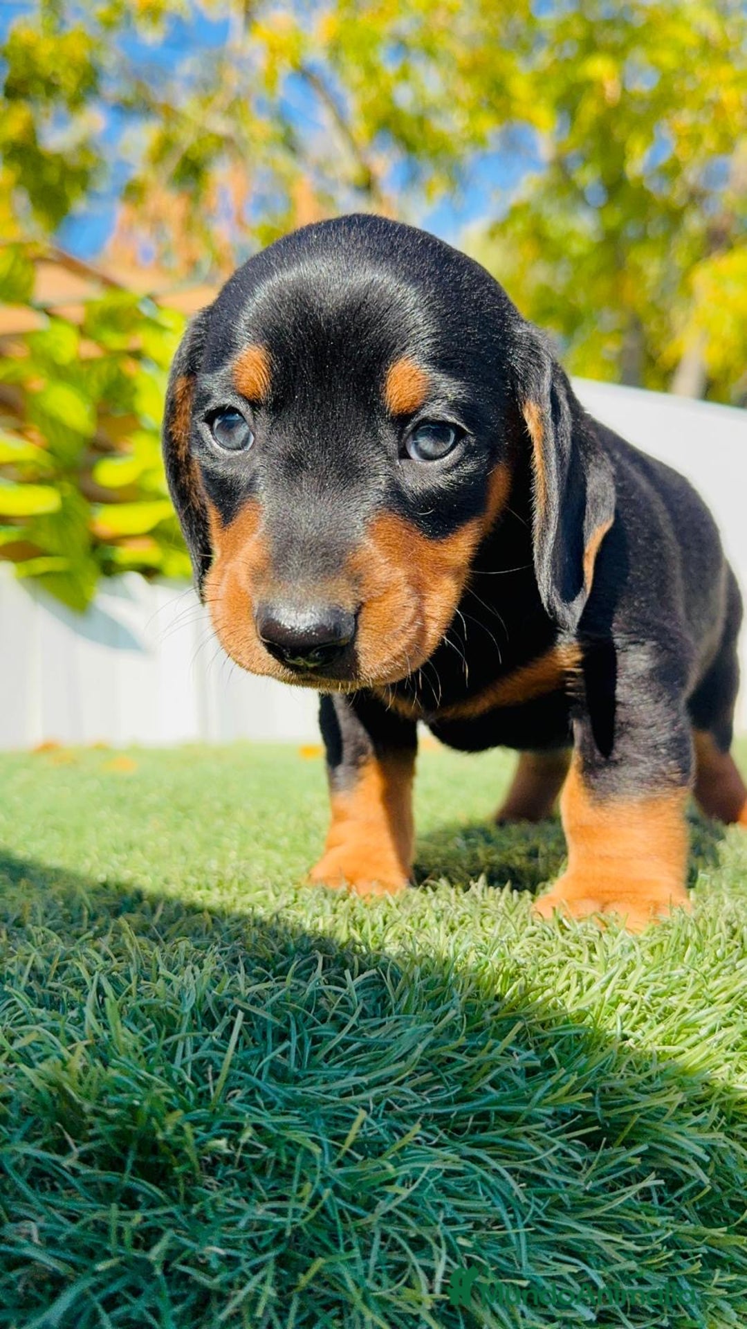 Teckel Miniatura perros en venta: TECKEL MINIATURA  - Anuncio 31