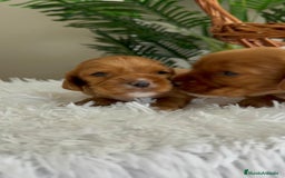 Cocker Spaniel Inglés perros en venta: COCKER SPANIEL INGLES - Imagen 20