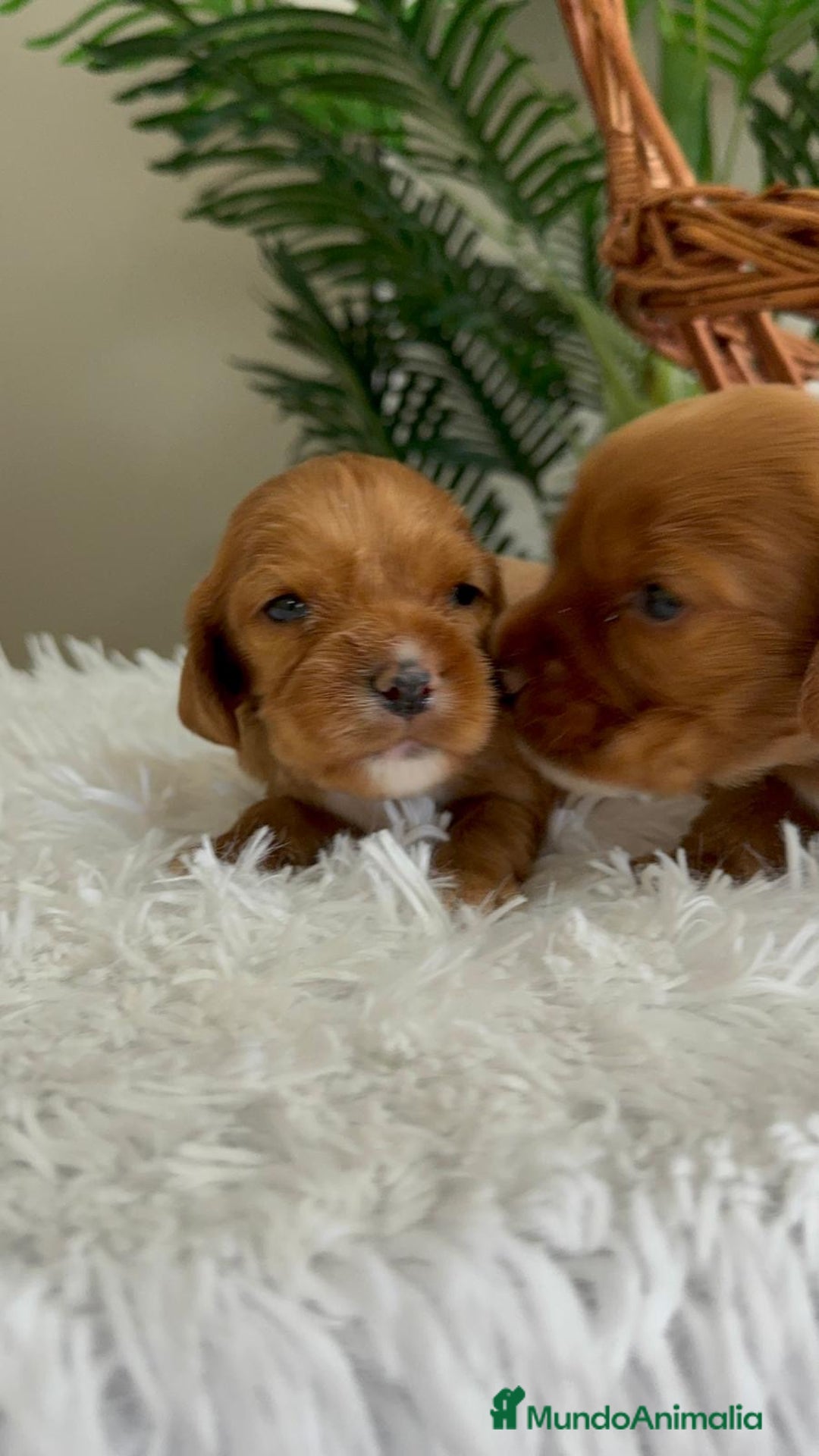 Cocker Spaniel Inglés perros en venta: COCKER SPANIEL INGLES - Imagen 20