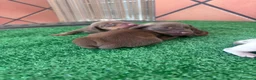 Teckel Miniatura perros en venta: Preciosos Teckel arlequín Isabella y chocolate. en Barcelona - Anuncio 2
