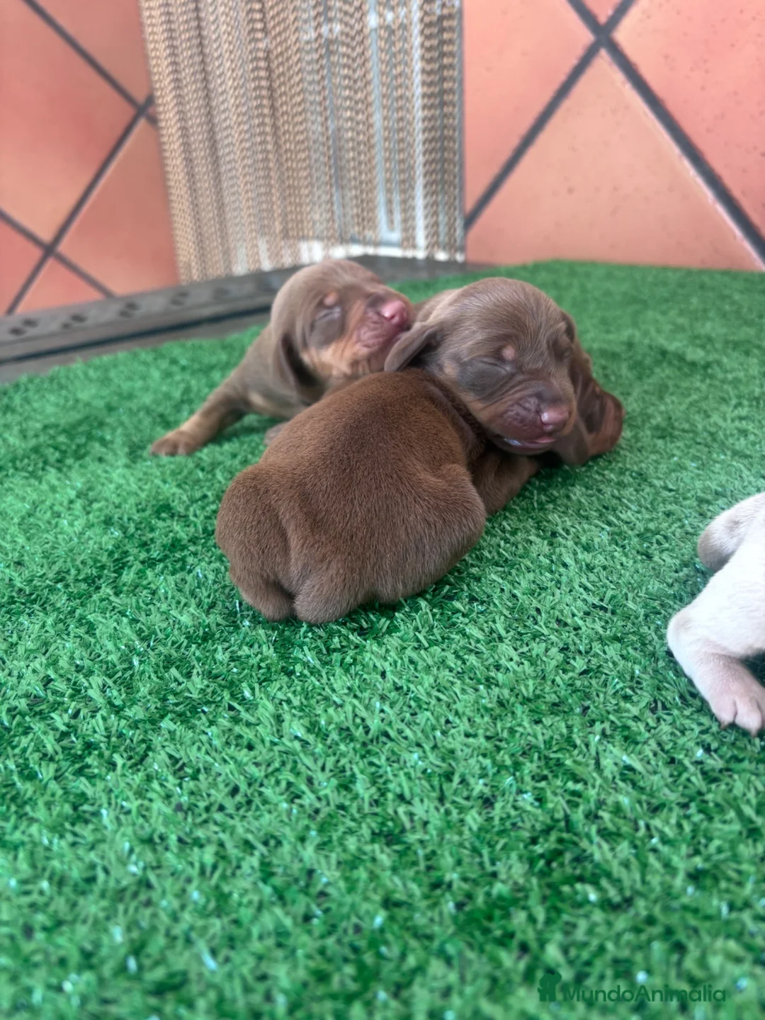 Teckel Miniatura perros en venta: Preciosos Teckel arlequín Isabella y chocolate. en Barcelona - Anuncio 2