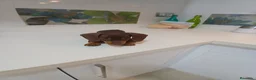 Teckel Miniatura perros en venta: Teckel miniatura chocolate  - Anuncio 3