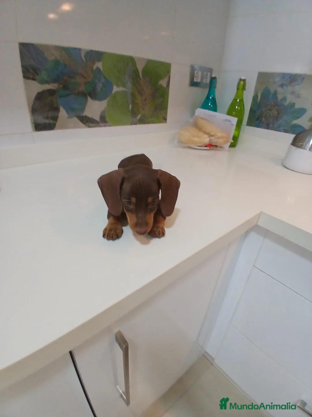 Teckel Miniatura perros en venta: Teckel miniatura chocolate  - Anuncio 3
