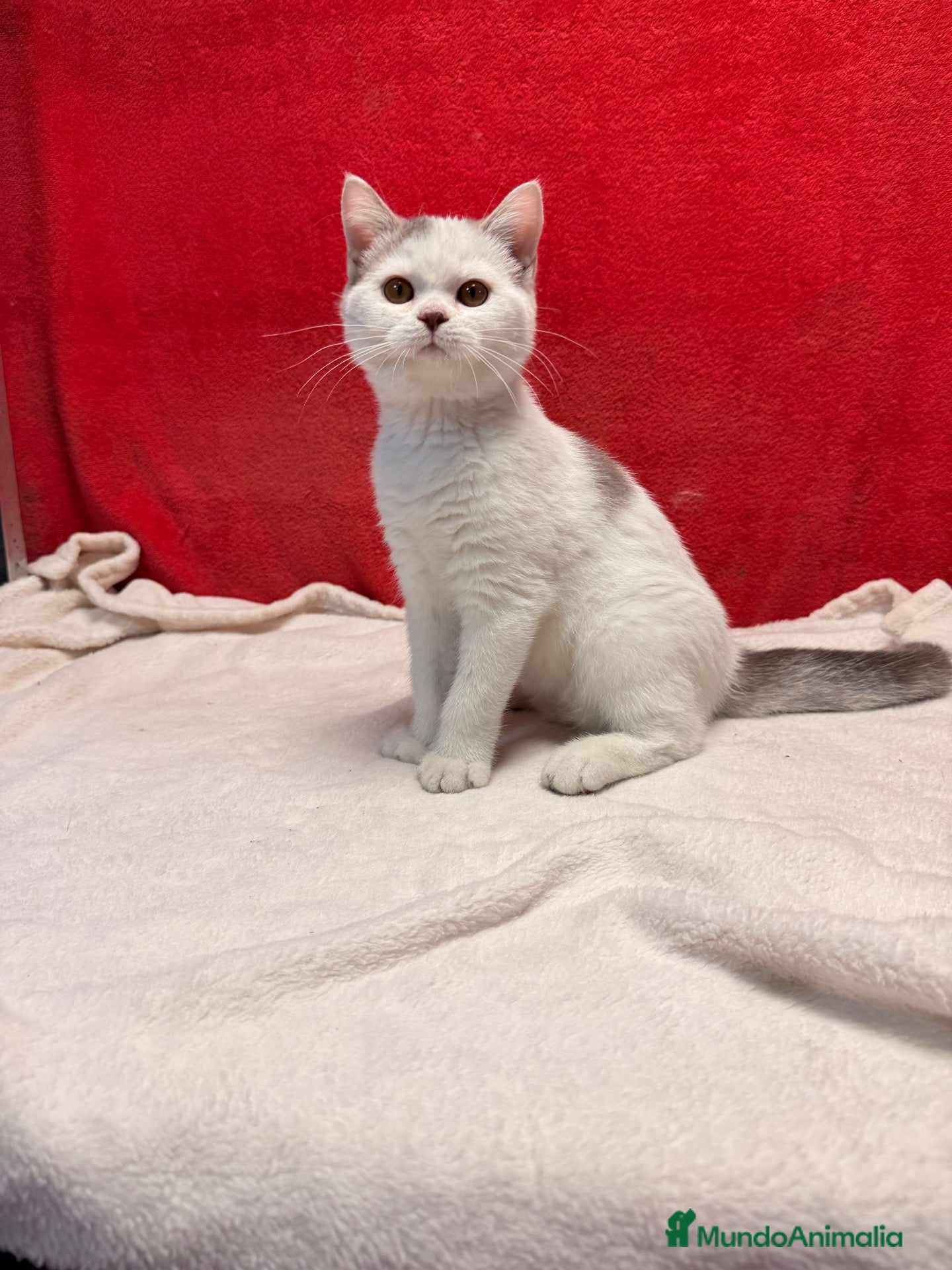 Británico de Pelo Corto gatos Kiko Gatito arlequín azul monismo!!  - Anuncio 18