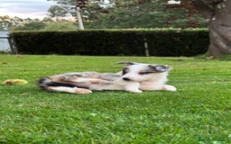 Border Collie perros en venta: Border collie Merle  - Imagen 3