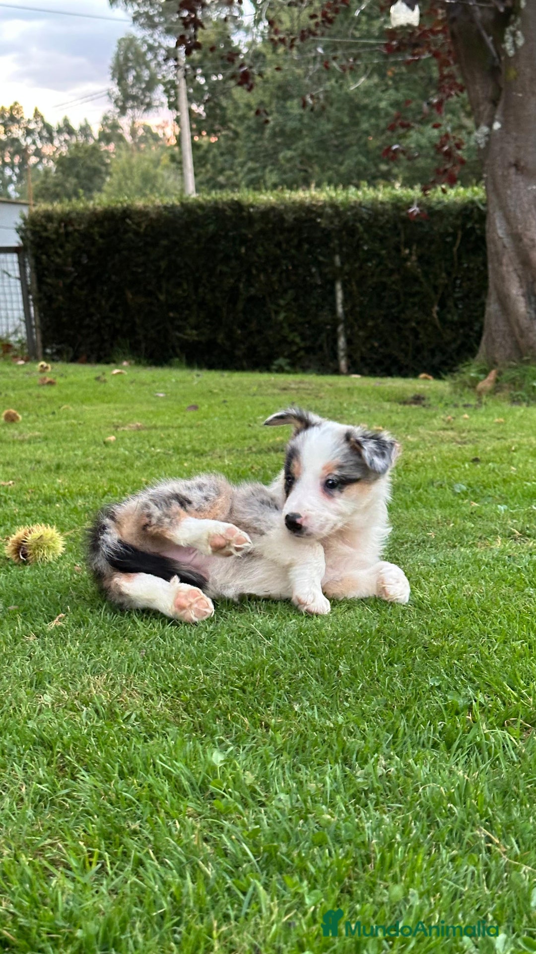 Border Collie perros en venta: Border collie Merle  - Imagen 3