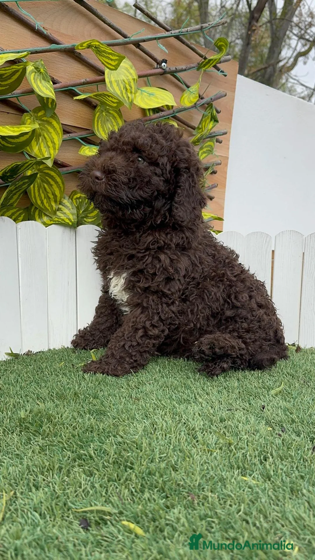 Perro de Agua Español perros en venta: PERRO DE AGUA HEMBRAS - Anuncio 7