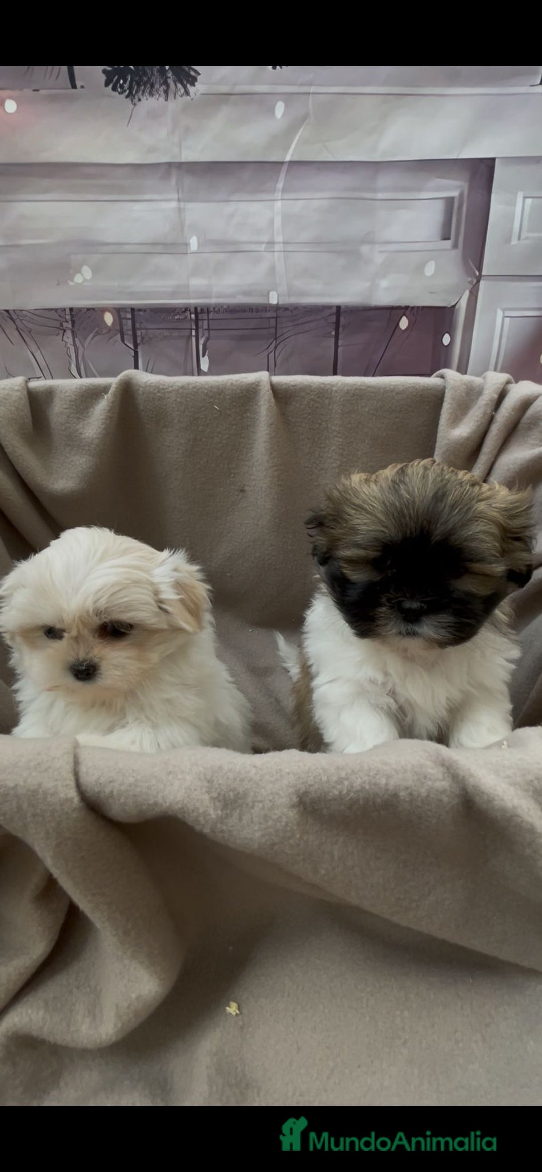 Shih Tzu perros en venta: Shih tzu entrega reyes !!! - Anuncio 1