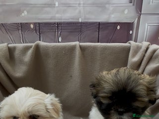 Shih Tzu perros Shih tzu entrega reyes !!! - Anuncio 1