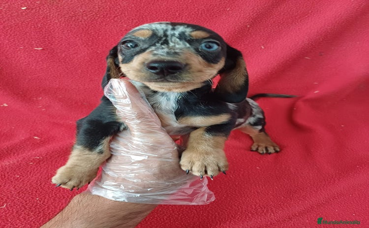 Teckel Miniatura perros - Anuncio 1