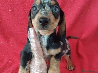 Teckel Miniatura perros - Anuncio 1