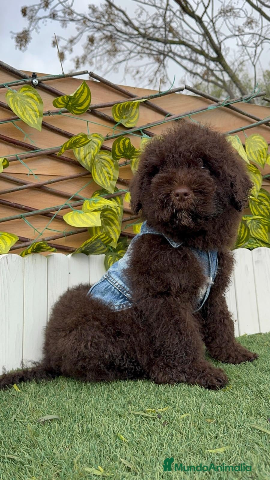 Perro de Agua Español perros PERRO DE AGUA  - Anuncio 1