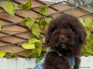 Perro de Agua Español perros PERRO DE AGUA - Anuncio 1