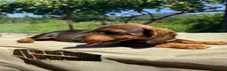 Teckel Miniatura perros en venta: TECKEL MINIATURA MACHO - Anuncio 5