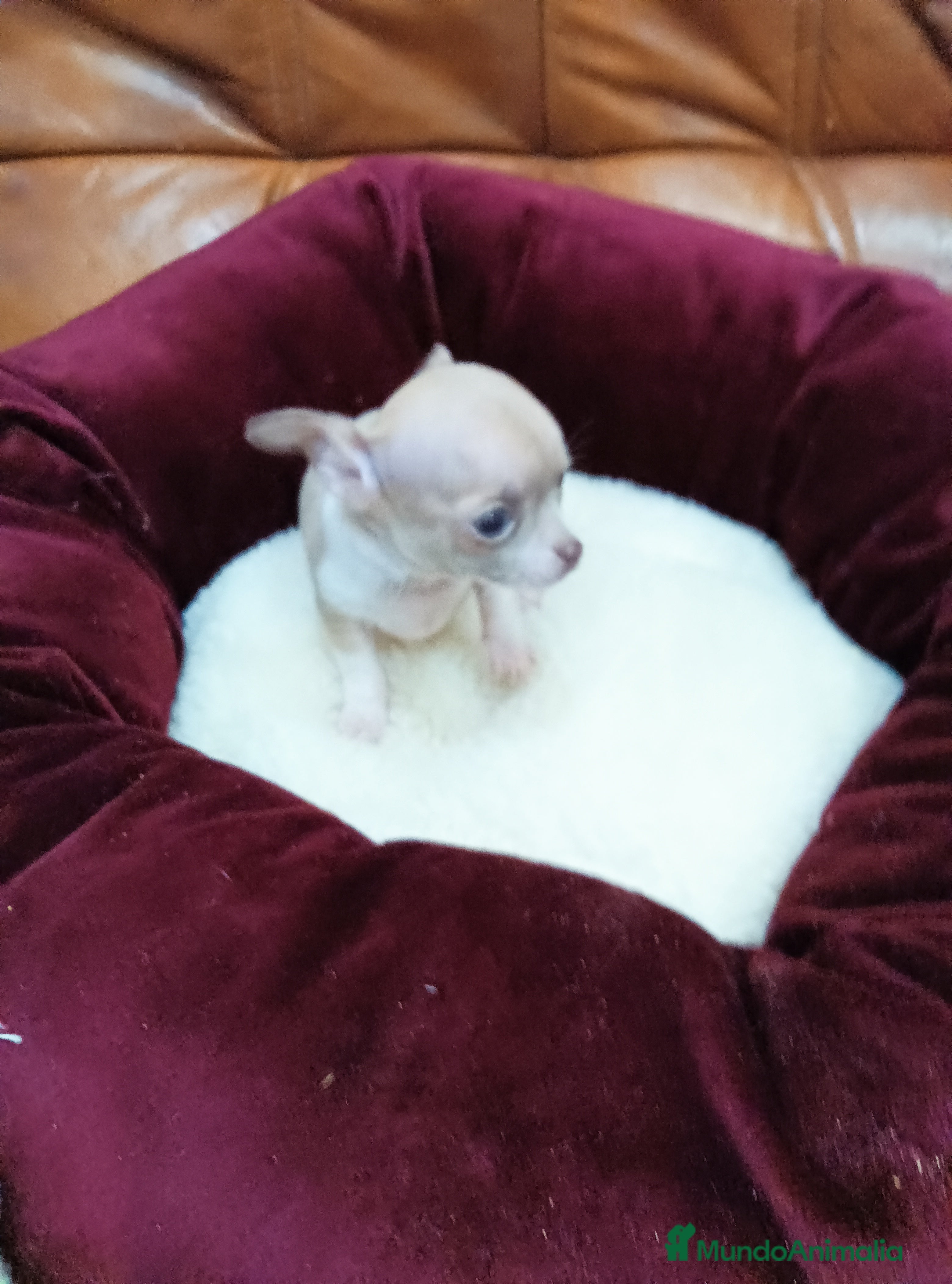 Chihuahua perros CHIHUAHUA TOY DE BOLSILLO - Anuncio 3