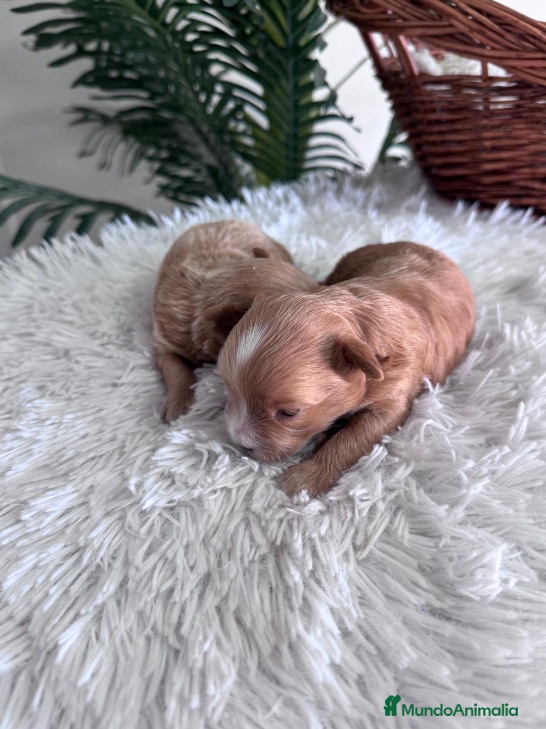 Maltipoo perros en venta: MALTIPOO MACHOS - Imagen 6