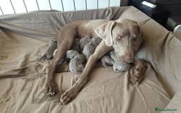 Weimaraner perros en venta: Braco de weimar  en Madrid - Imagen 3