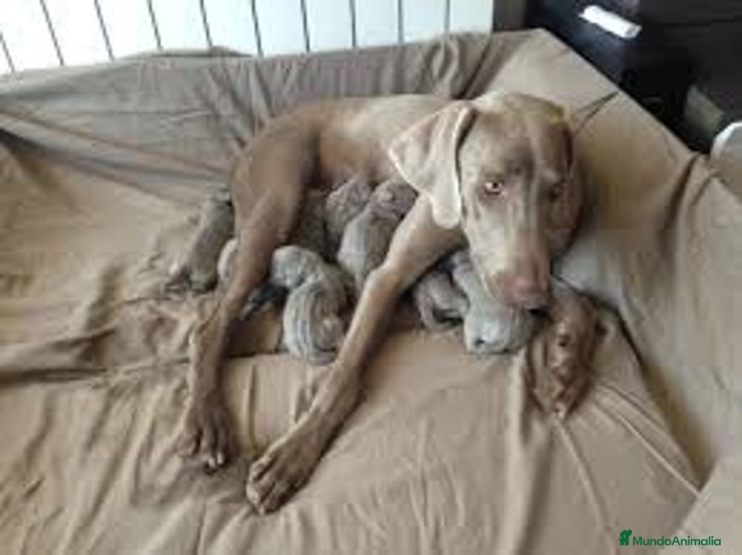 Weimaraner perros en venta: Braco de weimar  en Madrid - Imagen 3