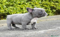 Bulldog Francés perros en venta: BULLDOG FRANCÉS /// CRIADOS CON AMOR Y COMPROMISO - Anuncio 3