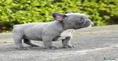 Bulldog Francés perros BULLDOG FRANCÉS /// CRIADOS CON AMOR Y COMPROMISO - Anuncio 1