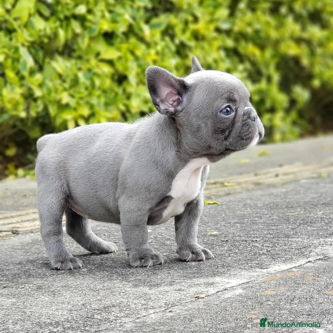 Bulldog Francés perros en venta: BULLDOG FRANCÉS /// CRIADOS CON AMOR Y COMPROMISO - Anuncio 3