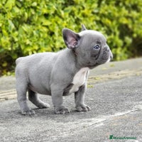 Bulldog Francés perros BULLDOG FRANCÉS /// CRIADOS CON AMOR Y COMPROMISO - Anuncio 13