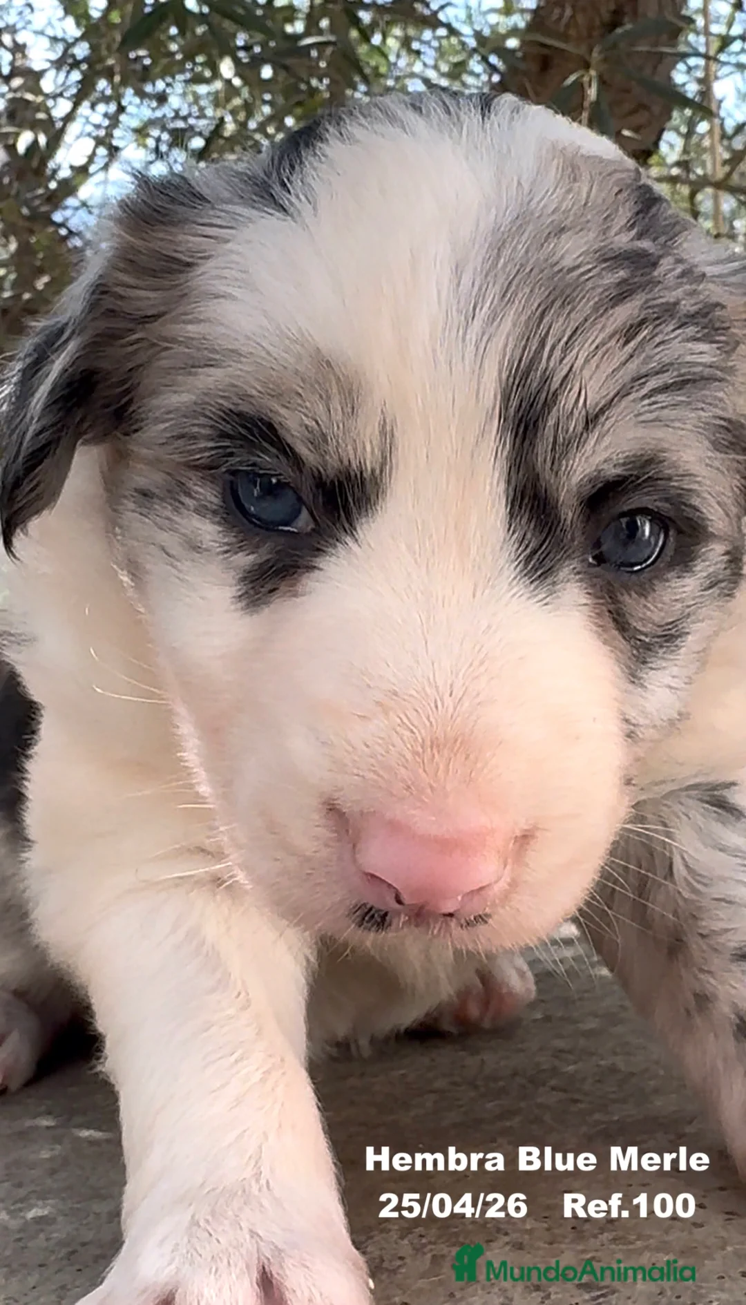 Border Collie perros en venta: BORDER COLLIE DE VILLA BIZNAGA - Anuncio 39