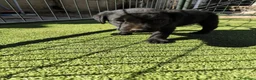 Labrador Retriever perros en venta: LABRADOR - Anuncio 10