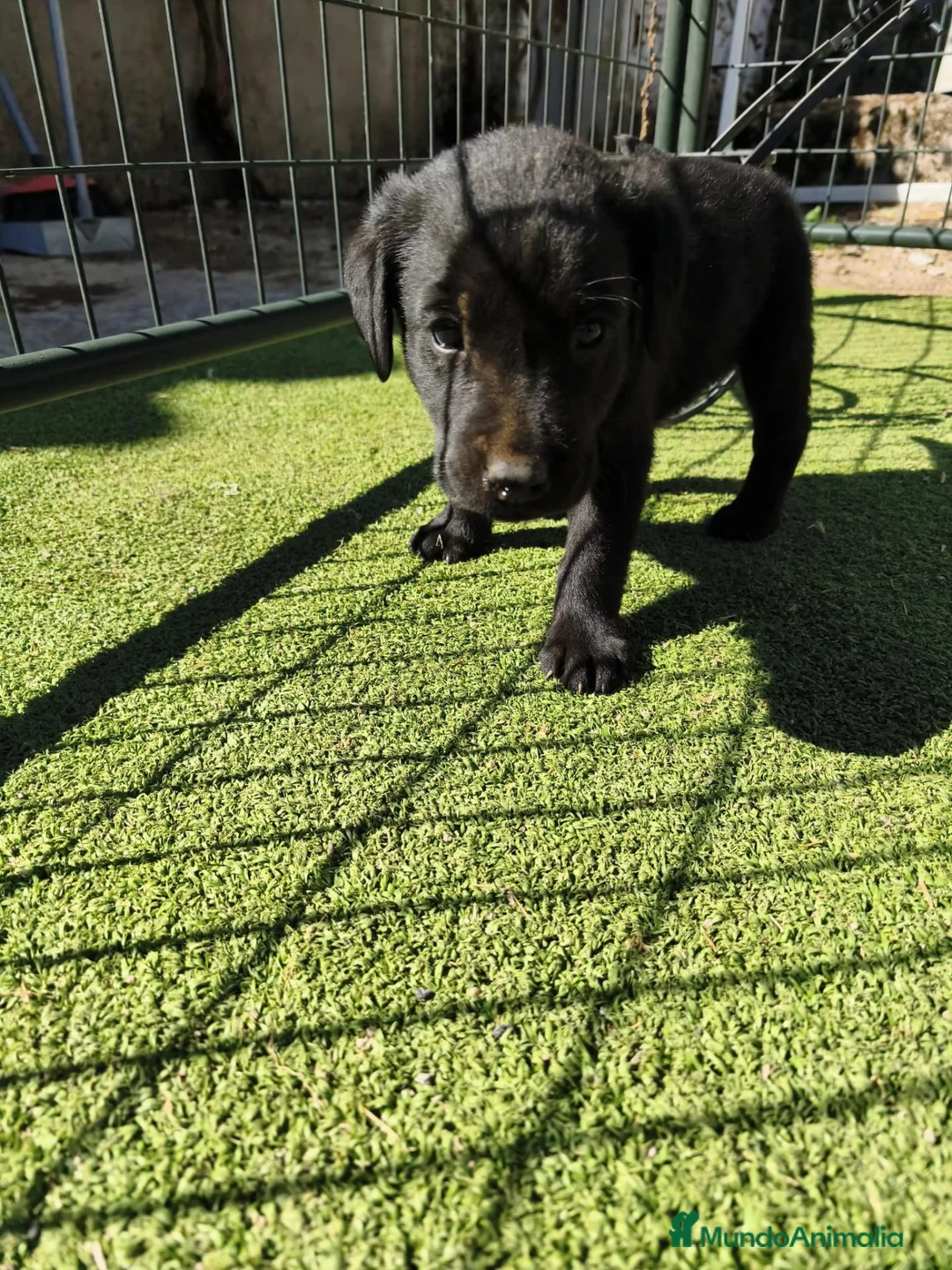 Labrador Retriever perros en venta: LABRADOR - Anuncio 10
