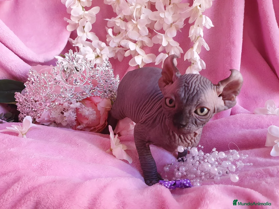Sphynx gatos en venta: Encantadora Elfo en Madrid - Anuncio 5