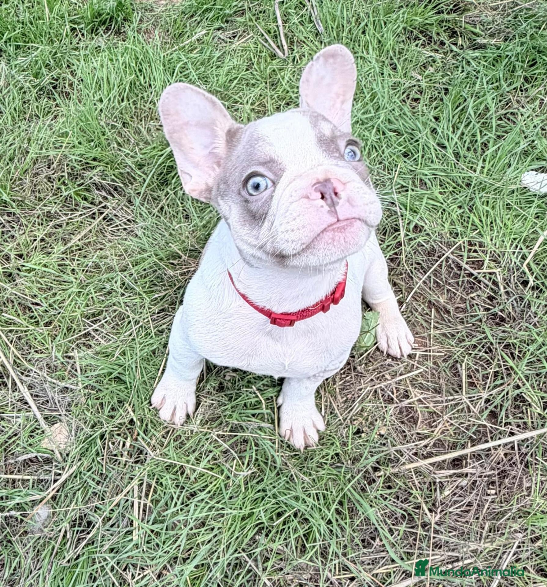 Bulldog Francés perros Bulldog frances  - Anuncio 1
