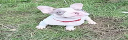 Bulldog Francés perros en venta: Bulldog frances  - Anuncio 1
