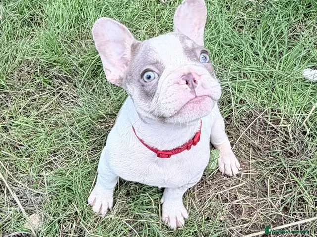 Bulldog Francés perros Bulldog frances - Anuncio 1