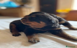 Rottweiler perros en venta: ROTTWEILER cachorros - Imagen 8