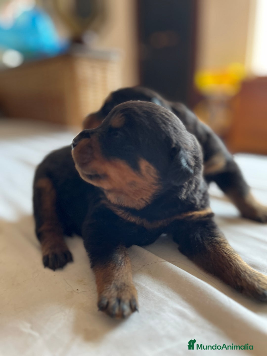 Rottweiler perros en venta: ROTTWEILER cachorros - Imagen 8