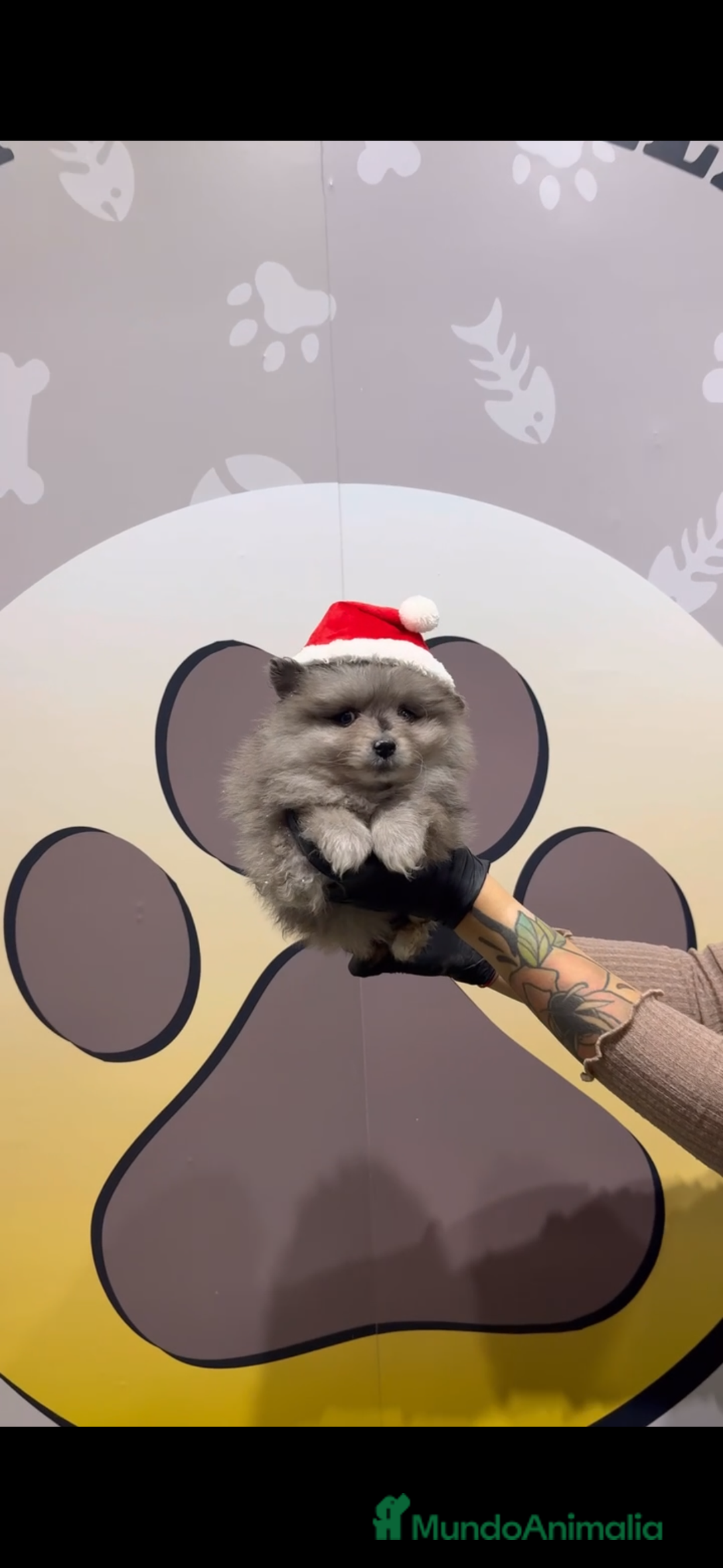 Pomerania perros en venta: Disponibles 3 cachorros pomerania merle - Anuncio 1